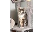 Adopt Azul a Domestic Shorthair / Mixed (short coat) cat in Warner Robins