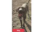 Adopt Meg a Brindle American Pit Bull Terrier / Mixed dog in Justin