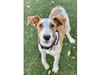 Adopt Jaxon a Tan/Yellow/Fawn Hound (Unknown Type) / Mixed dog in Red Bluff