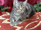 Blue Silver Tabby American Shorthair Female