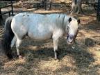 Small Purebred Falabella Mare Sold