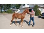 3 Yearling, stud colts, registered in Quincy Illinois