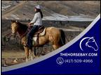 Champagne Quarter Horse Kid Safe/Western Pleasure/Ranch/Trail Gelding -