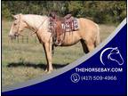 Palomino Draft X Trail/Driving/Ranch Mare - Available on [url removed]
