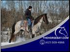 Blue Roan Gaited Trail Gelding (PSHR) - Available on [url removed]