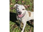 Adopt Snoop a White - with Black American Pit Bull Terrier / Mixed dog in