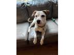 Adopt Snoop a White - with Black American Pit Bull Terrier / Mixed dog in