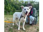 Adopt Dobby(Local) a White - with Tan, Yellow or Fawn Jindo / Mixed dog in