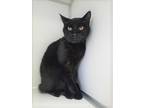 Adopt Tazzy a All Black Domestic Shorthair (short coat) cat in Manning