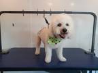 Adopt Charlie a White Bichon Frise / Mixed dog in Santa Rosa, CA (37935159)