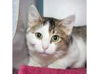 Adopt Xyla a White Domestic Shorthair / Mixed cat in Evansville, IN (38105852)