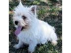 West Highland White Terrier Puppy for sale in Chapman, KS, USA