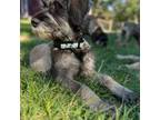 Schnauzer (Giant) Puppy for sale in Dime Box, TX, USA