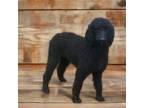 Black Beauty AKC