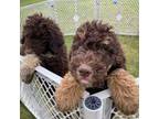 Labradoodle Puppy for sale in Hortonville, WI, USA