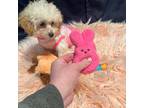 Poodle (Toy) Puppy for sale in Fairfield Bay, AR, USA