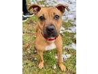 Cinderella, American Pit Bull Terrier For Adoption In Voorhees, New Jersey