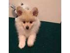 Pomeranian Puppy for sale in Thomaston, GA, USA