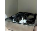 Adopt Eastwood a Domestic Short Hair