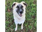 Adopt CHINCHILLA a Anatolian Shepherd, Mixed Breed