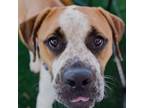 Adopt GIRLFRIEND a Boxer, Mixed Breed