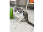 Adopt Freya a Domestic Short Hair