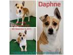 Adopt Daphne a Mixed Breed