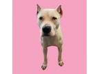 Adopt Elodie a Pit Bull Terrier
