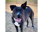 Adopt Markie a Pit Bull Terrier