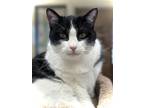 Adopt Kitty a Domestic Short Hair