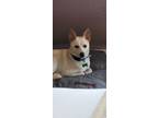 Adopt Aon a Shiba Inu, Jindo