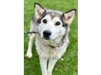 Adopt Bethany a Siberian Husky