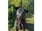 Adopt Addie a Pit Bull Terrier, Labrador Retriever