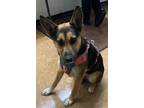Adopt Sigrit a Shepherd, Mixed Breed