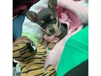 Chihuahua Puppy for sale in Lumberton, NC, USA