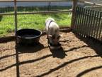 Adopt PUA a Pig