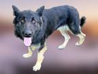 Adopt BERYL a German Shepherd Dog