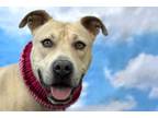 Adopt HONEY a Pit Bull Terrier, Mixed Breed