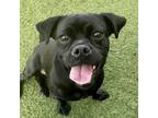 Adopt Barbie a Pug