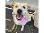 Adopt Cindy a Wheaten Terrier