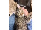 Adopt Annabelle a American Shorthair