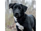 Adopt Sophie a Akita, Labrador Retriever