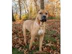 Adopt Ruby a Black Mouth Cur