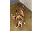 Adopt LAYLA a Mixed Breed
