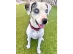 Adopt Daisy a Catahoula Leopard Dog, Mountain Cur