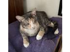 Adopt Blossom the Beautiful diluted Calico a Domestic Short Hair