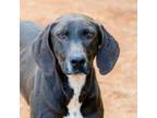 Adopt Marley a German Shorthaired Pointer, Labrador Retriever