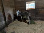 Adopt Holy Nelly a Donkey