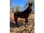 Adopt bay mare unnamed a Quarterhorse