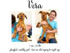 Adopt Vera a Mixed Breed